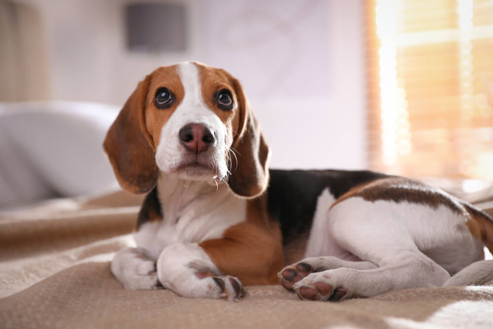 A natureza extrovertida e ativa dos beagles pode levá-los a latir frequentemente para chamar atenção (Imagem: New Africa | Shutterstock)
