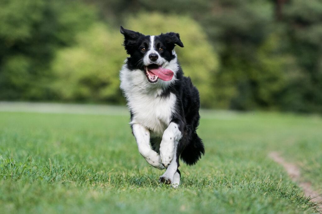 Os cachorros da ra&ccedil;a border collie s&atilde;o conhecidos por sua intelig&ecirc;ncia e energia infinita (Imagem: Aneta Jungerova | Shutterstock)