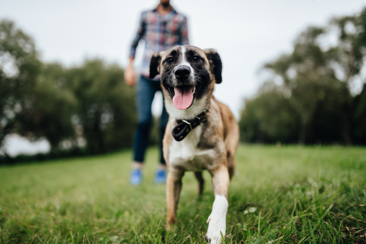 Se o cachorro demonstrar sinais de desconforto, recue e dê espaço ao animal (Imagem: Benevolente82 | Shutterstock)