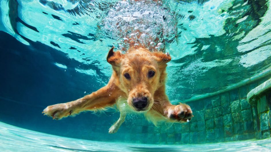Nadar na piscina é uma atividade muito divertida para os cães, mas exige cuidados (Imagem: Denis Moskvinov | Shutterstock)