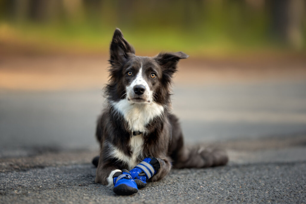 O excesso de calor pode deixar os cachorros desconfort&aacute;veis (Imagem: otsphoto | Shutterstock)