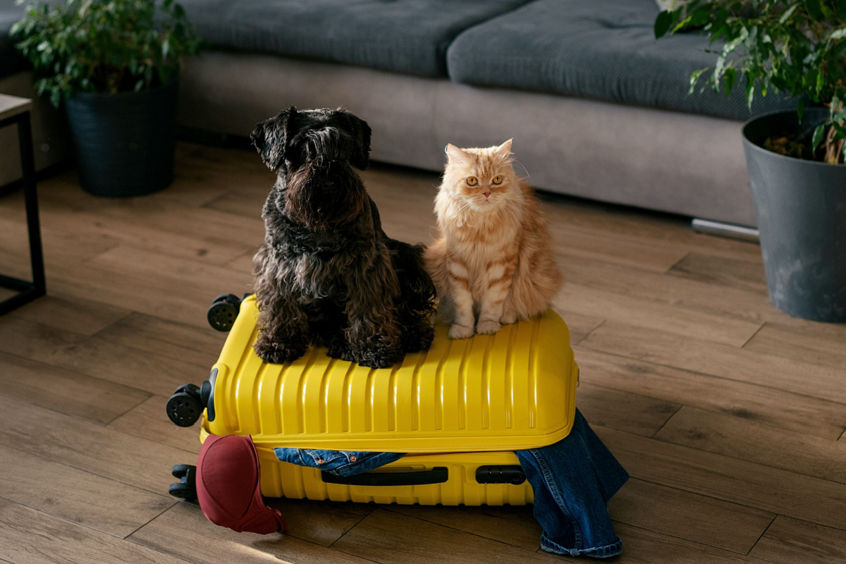 Tanto cães quanto gatos sofrem bastante com a ausência do tutor, assim como com a modificação da rotina (Imagem: Kokosha Yuliya | Shutterstock)