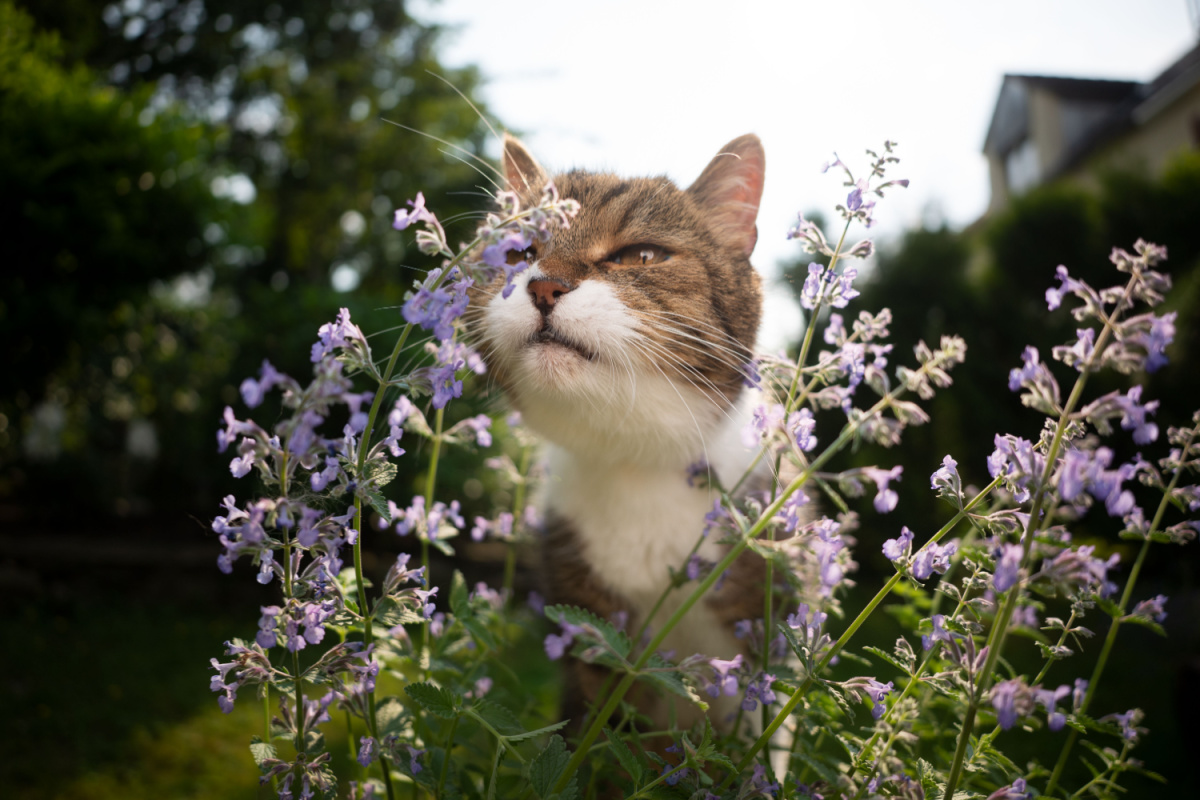 Ao cheirar o catnip, alguns felinos podem exibir comportamentos curiosos, como esfregar-se, rolar e até mesmo morder ou lamber a planta (Imagem: Nils Jacobi | Shutterstock)