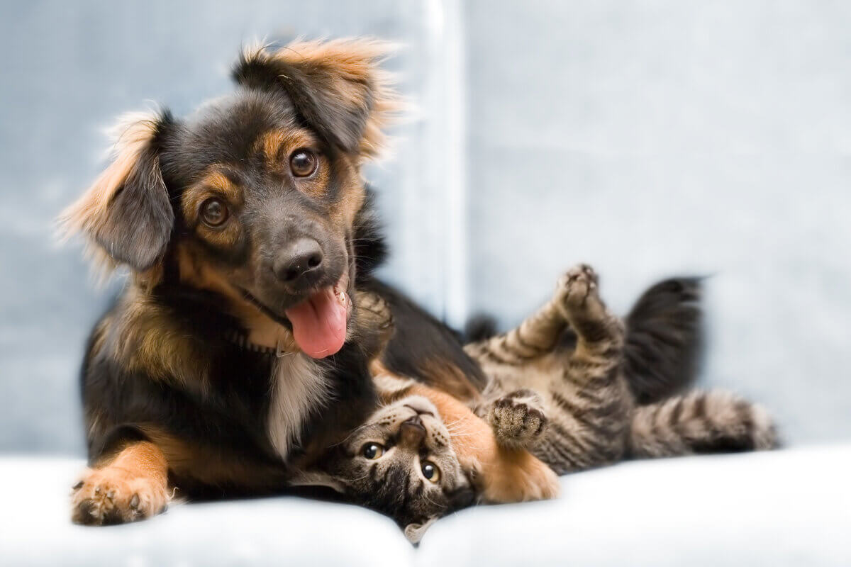 Adotar técnicas simples no dia a dia ajuda a prevenir as doenças renais nos pets (Imagem: hagit berkovich | Shutterstock)