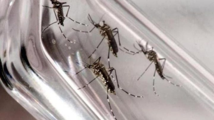 Como Joinville pretende enfrentar a dengue após ano com mais mortes pela doença