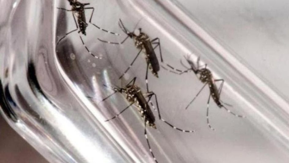 Como Joinville pretende enfrentar a dengue após ano com mais mortes pela doença