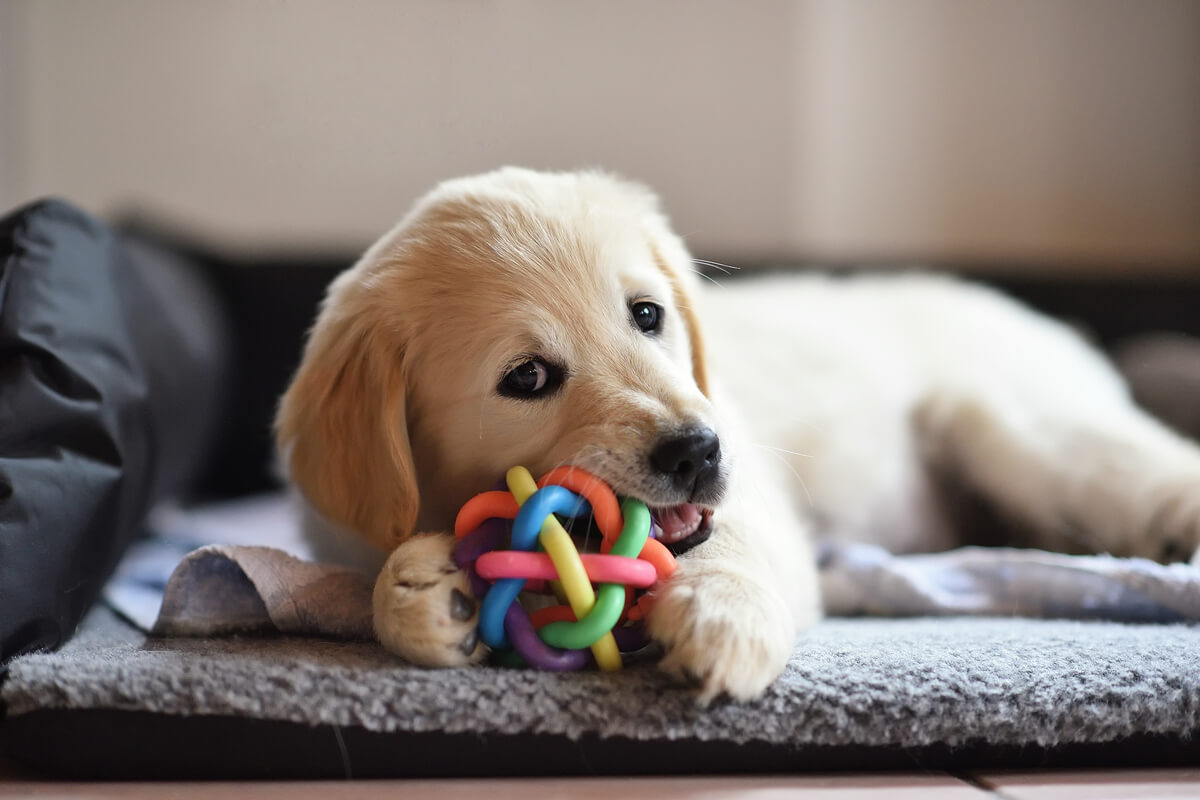 Adaptar o ambiente para os pets ajuda na saúde física e emocional (Imagem: v | Shutterstock)