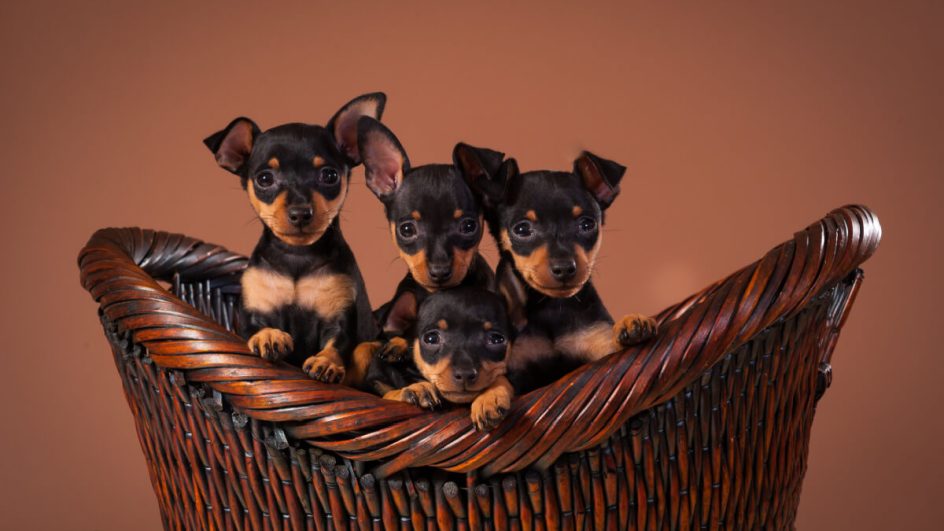 Nome inspirado em personagem de filme, série ou desenho animado para pinscher pode ser interessante (Imagem: sw_photo | Shutterstock)
