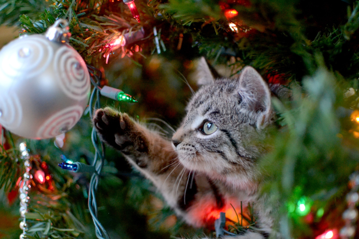 Os gatos costumam gostar de brincar com os enfeites da árvore de Natal (Imagem: 1MW47 | Shutterstock)