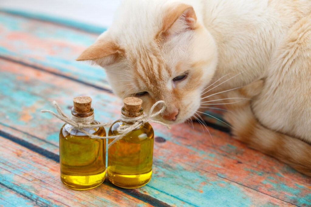 O cheiro do óleo de oliva ou de coco costuma atrair alguns felinos (Imagem: OlgaBartashevich | Shutterstock)