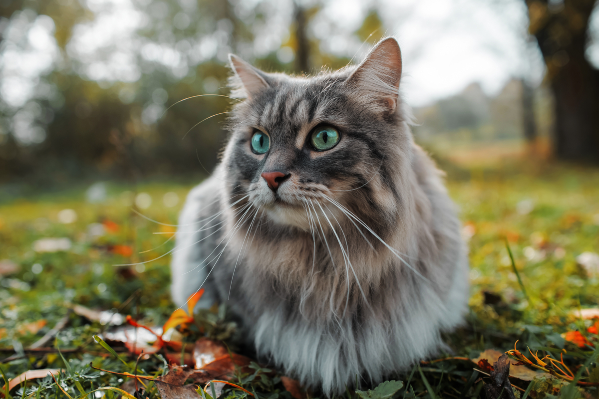Os cuidados são importantes para manter o gato saudável (Imagem: Sergio Photone | Shutterstock)