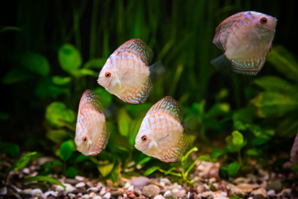 Na hora de comprar um peixe, é importante observar o comportamento dele (Imagem: Sergii Figurnyi | Shutterstock)