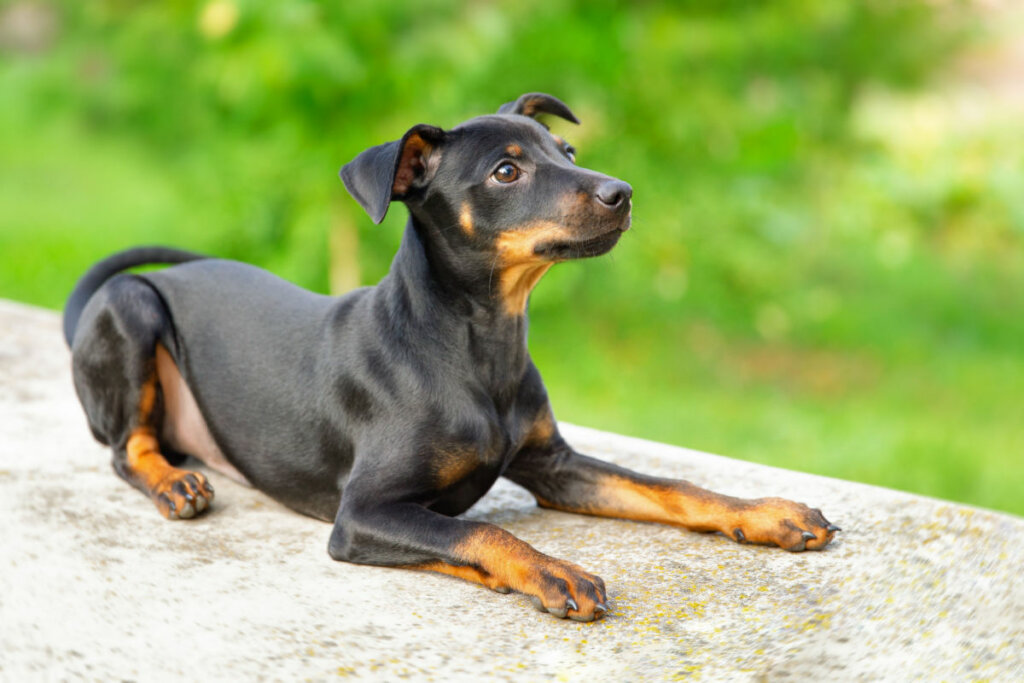 Gru pode ser um ótimo nome para um pinscher carismático (Imagem: Vita Kuzmina | Shutterstock)