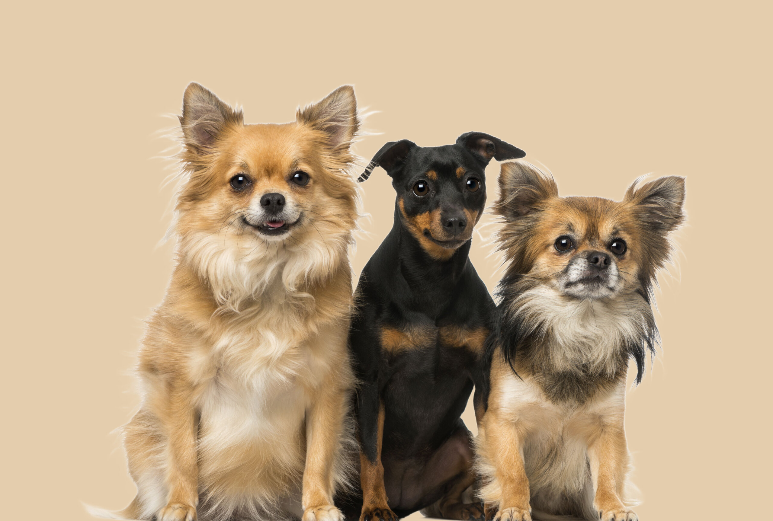 O pinscher tende a apresentar menos problemas de saúde em comparação com o chihuahua (Imagem: Eric Isselee | Shutterstock)