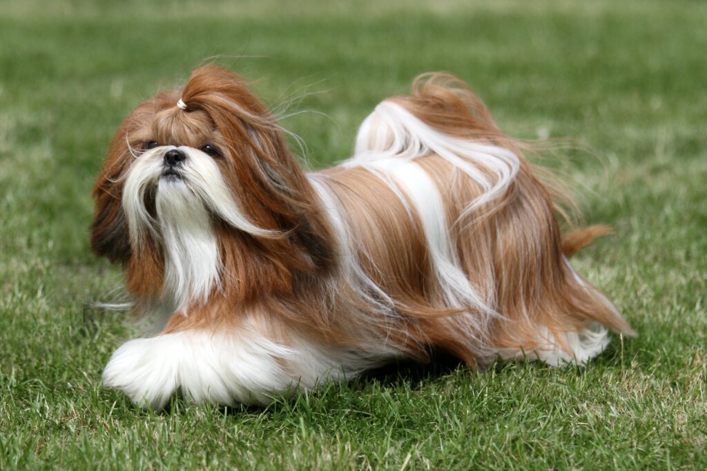 Os shih tzus costumam latir para estranhos ou para mostrar desagrado (Imagem: Sue Thatcher | Shutterstock)