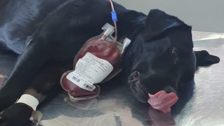 A doação de sangue se torna imprescindível em razão de o sangue do envenenado apresentar redução de plaquetas