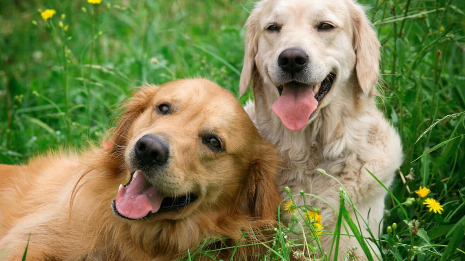 Compreender as particularidades dos pets é essencial assegurar os cuidados básicos com eles (Imagem: Petr Jilek | Shutterstock)