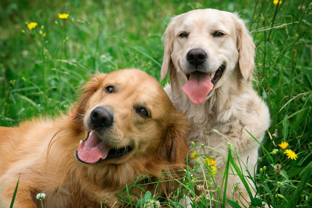Compreender as particularidades dos pets é essencial assegurar os cuidados básicos com eles (Imagem: Petr Jilek |  Shutterstock)
