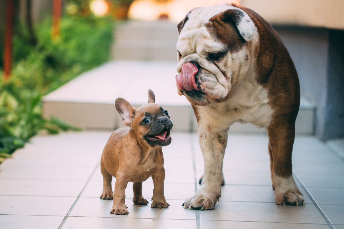 O buldogue inglês é geralmente maior e mais pesado em comparação com o buldogue francês (Imagem: Angyalosi Beata | Shutterstock)