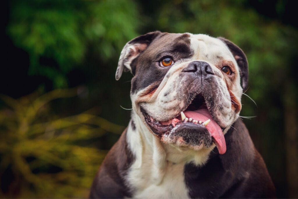 Comparado ao buldogue francês, o buldogue inglês tende a ser mais calmo e tranquilo (Imagem: Laurent Renault | Shutterstock)