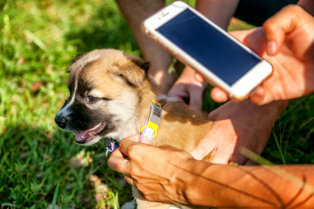 Para acelerar o processo de encontrar o tutor, tire uma foto do cãozinho e compartilhe nas redes sociais (Imagem: Olezzo | Shutterstock)