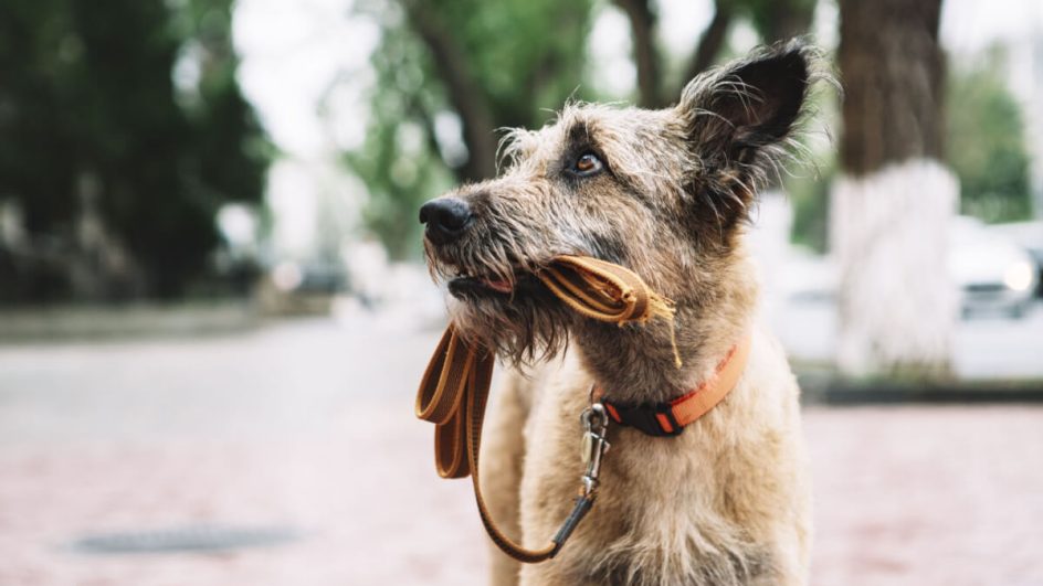 Ao achar um cachorro perdido, tente ajudar a encontrar o tutor (Imagem: Kazantseva Olga | Shutterstock)