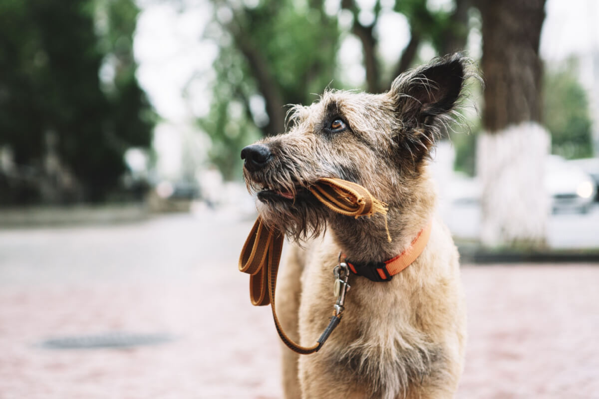 Ao achar um cachorro perdido, tente ajudar a encontrar o tutor (Imagem: Kazantseva Olga | Shutterstock)