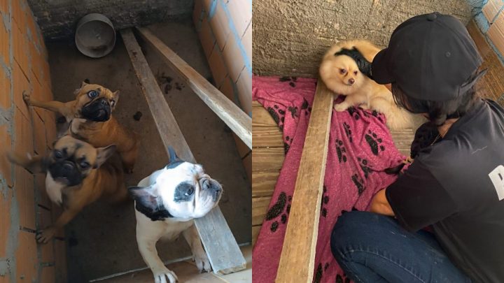 Cães maltratados