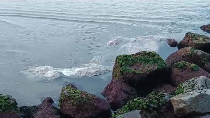 Carcaça de baleia na Praia da Armação