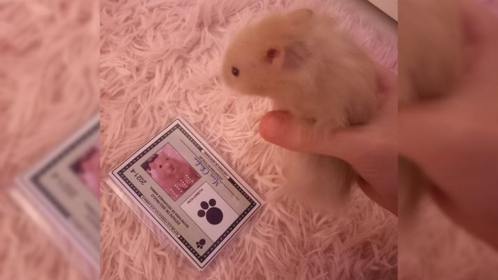 Carteirinha-de-identidade-do-pet-5-1