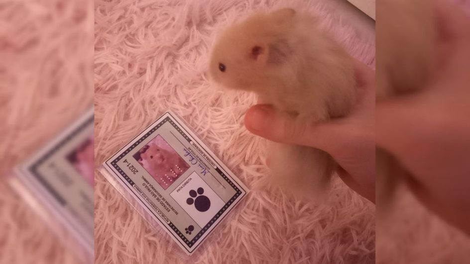 Carteirinha-de-identidade-do-pet-5-1