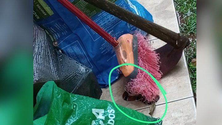 Cobra venenosa é encontrada no pátio de casa em Florianópolis