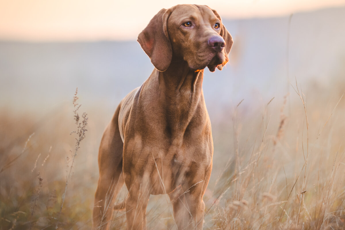 Processo de envelhecimento traz mudanças para o organismo dos pets 
(Imagem: TMArt | Shutterstock)