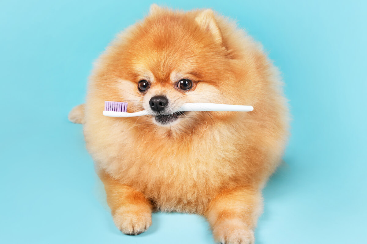 Cuidar dos dentes dos animais de estimação é importante para prevenir doenças (Imagem: LumenSt | Shutterstock)