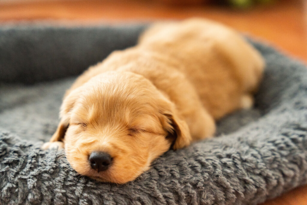 Quando filhotes, os cães podem dormir entre 15 e 19 horas por dia (Imagem: ConstanzaMartinez | Shutterstock)