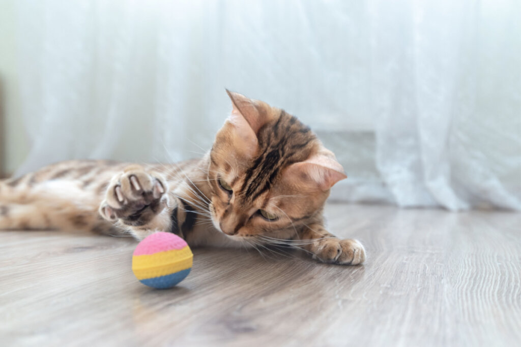 Bolinhas com guizos ou brinquedos recheáveis estimulam a mente do bichano (Imagem: Svetlana Rey | Shutterstock)