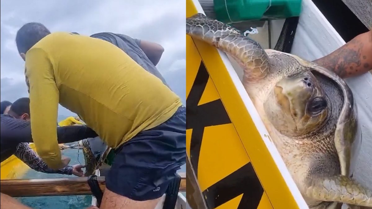 Grupo de canoagem salva tartaruga presa em rede de pesca em Florianópolis