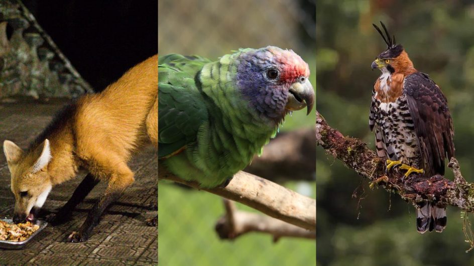 IMA abre seleção de candidatos para conduzir lista de Fauna Ameaçada de Extinção em SC