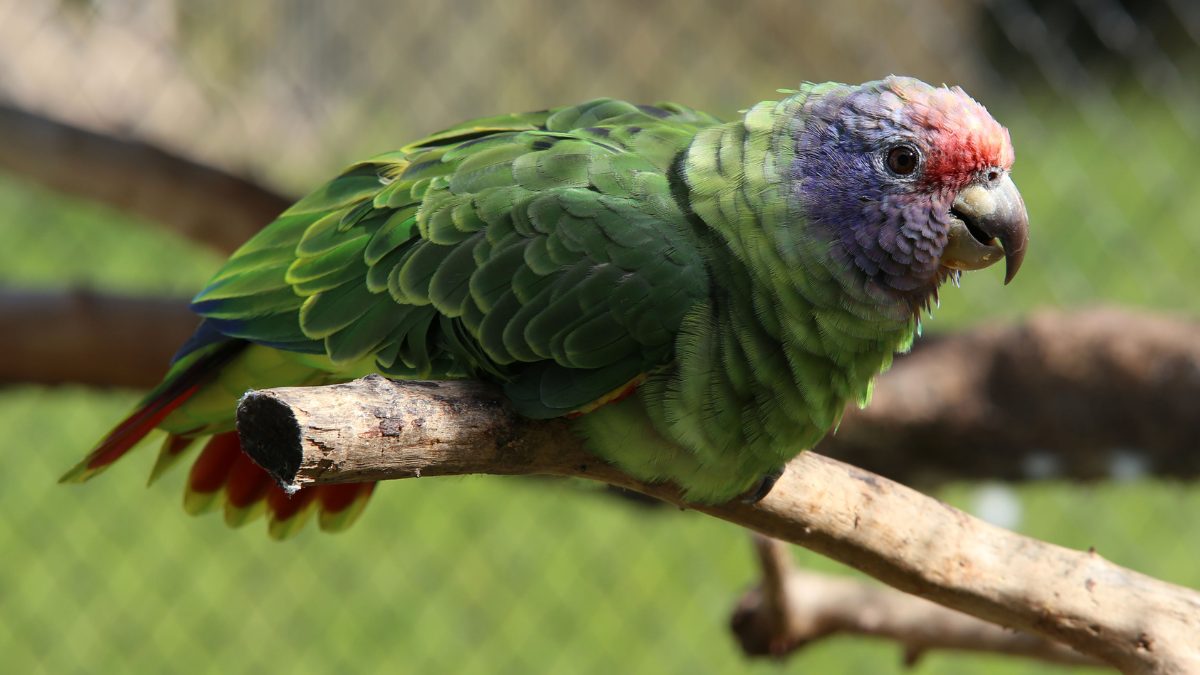 IMA abre seleção de candidatos para conduzir lista de Fauna Ameaçada de Extinção em SC