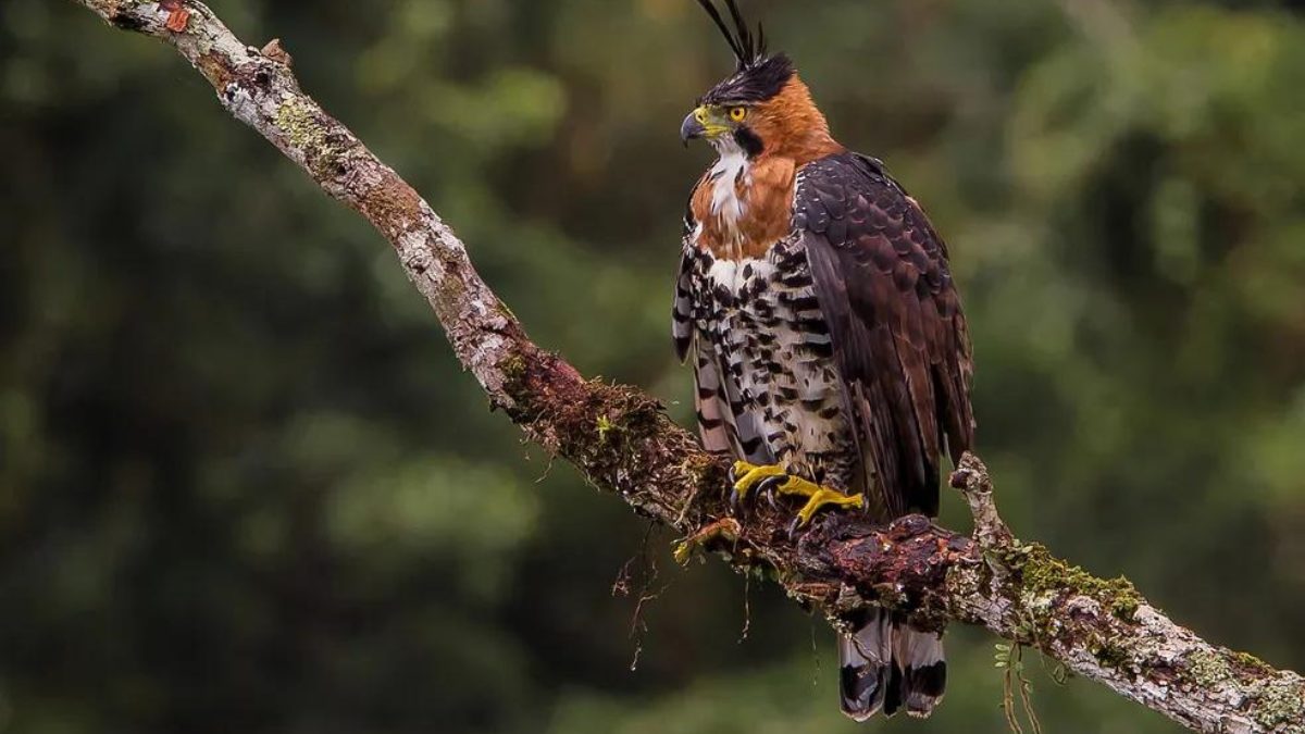 IMA abre seleção de candidatos para conduzir lista de Fauna Ameaçada de Extinção em SC