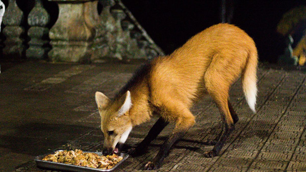 IMA abre seleção de candidatos para conduzir lista de Fauna Ameaçada de Extinção em SC