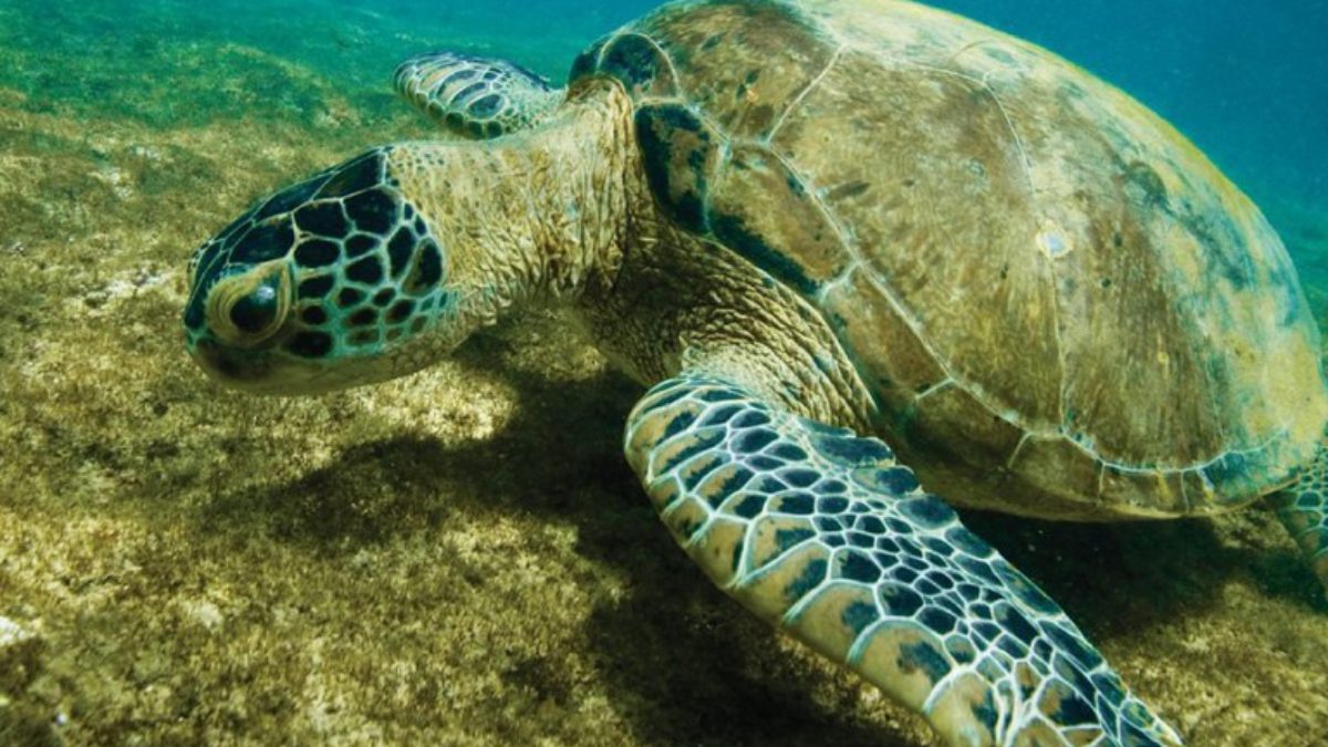 IMA abre seleção de candidatos para conduzir lista de Fauna Ameaçada de Extinção em SC