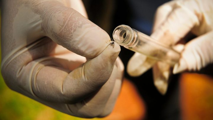 Índice de Aedes aegypti em Chapecó é quatro vezes maior do que o recomendado pelo Ministério da Saúde