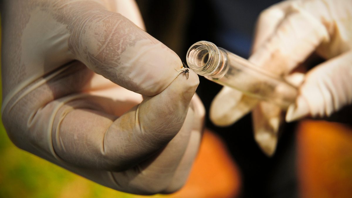 Índice de Aedes aegypti em Chapecó é quatro vezes maior do que o recomendado pelo Ministério da Saúde