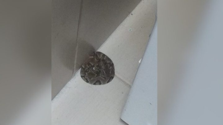 Jararaca é encontrada em máquina de lavar e assusta moradores em Florianópolis