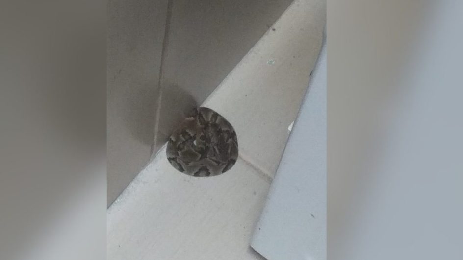 Jararaca é encontrada em máquina de lavar e assusta moradores em Florianópolis
