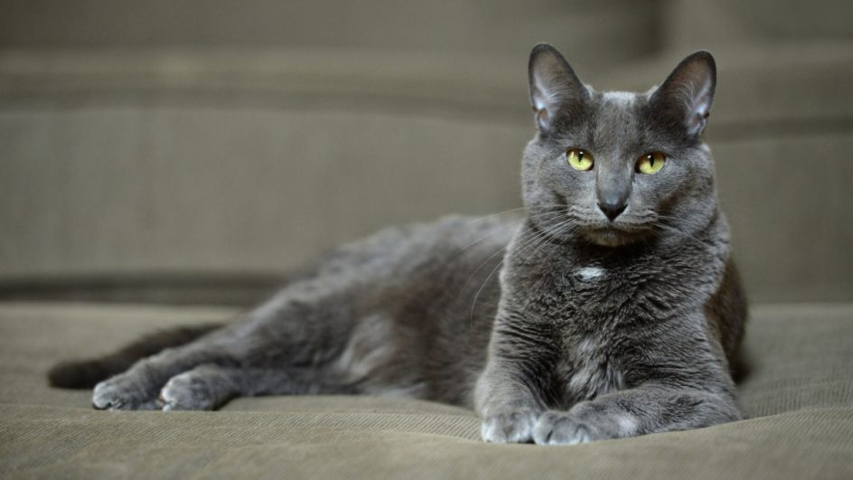 O Korat é um tipo de gato reconhecido por sua beleza e temperamento gentil (Imagem:  Gino Santa Maria | Shutterstock)