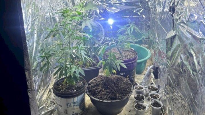 Laboratório para cultivo de maconha é descoberto em Palhoça