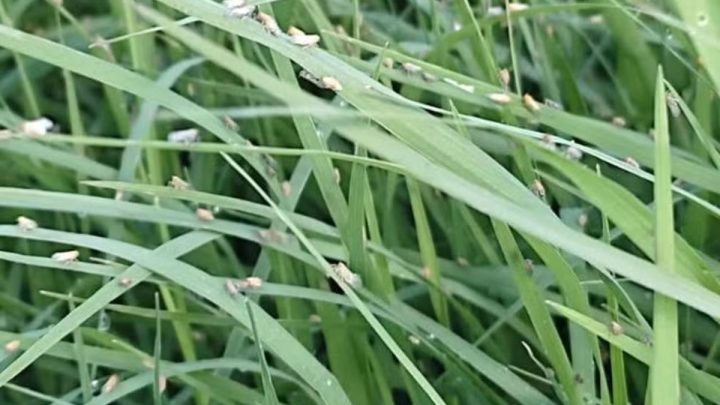 Pesquisadores identificam nova praga de pastagens em Santa Catarina