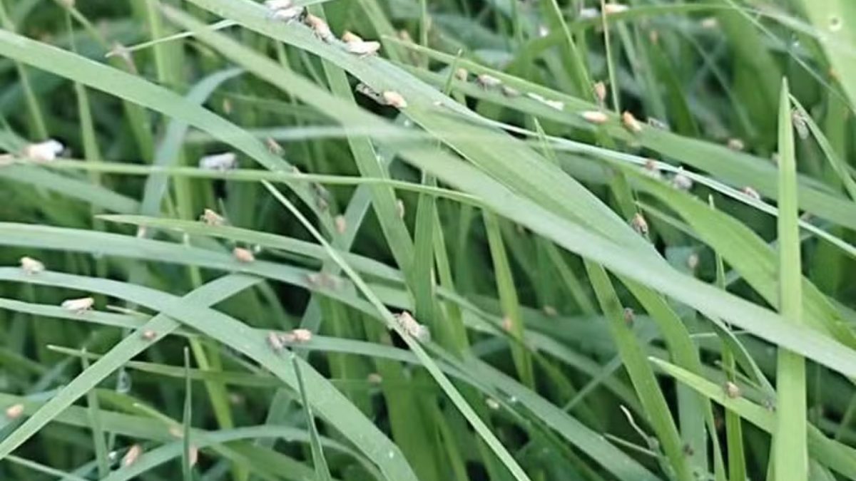 Pesquisadores identificam nova praga de pastagens em Santa Catarina